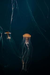 Cover of Boundless Biology
