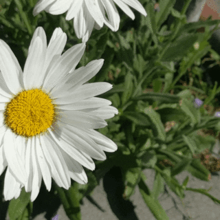 Cover of margarita // daisy.