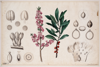 Swallowtail Garden Seeds