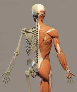 Cover of Human Anatomy & Physiology I, 2nd edition